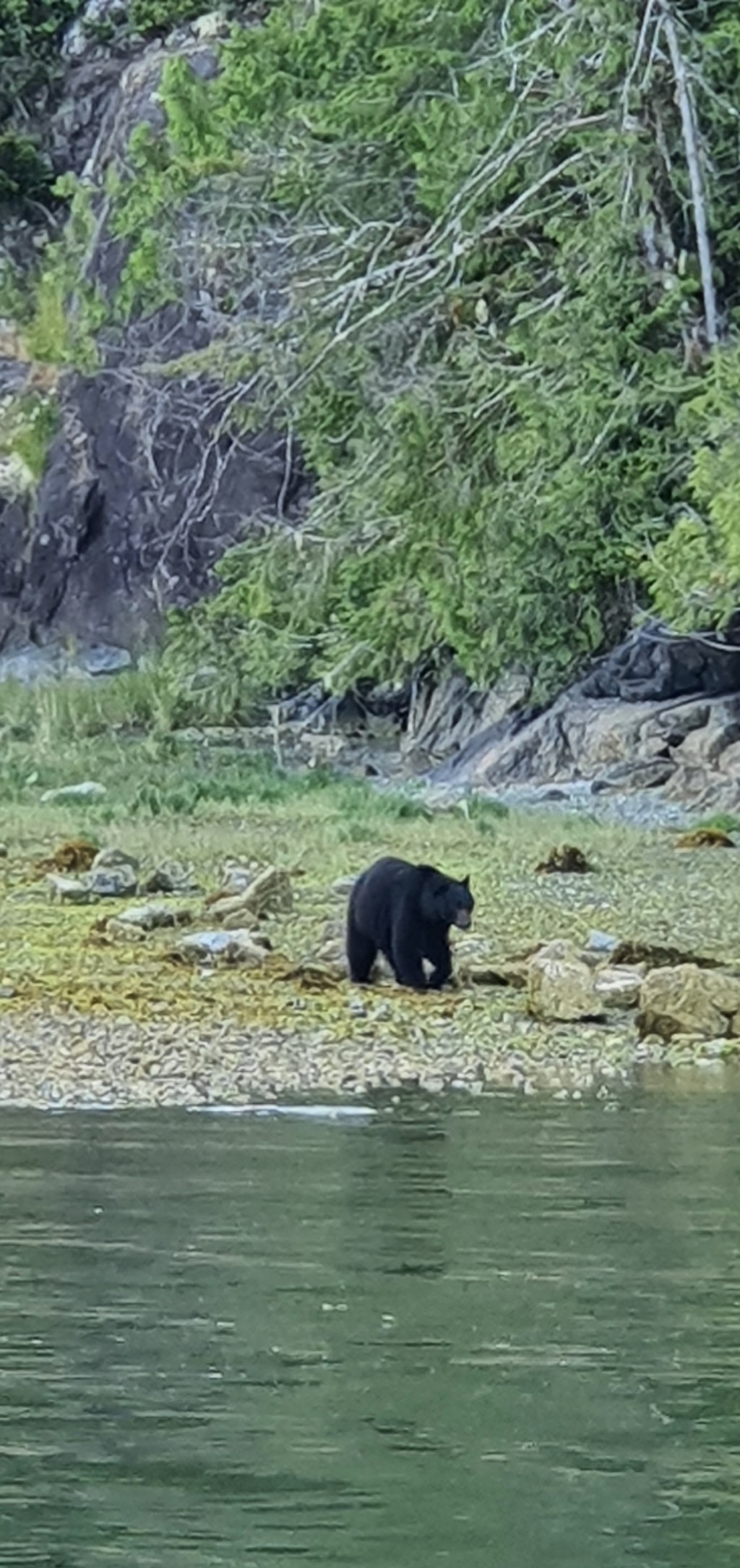 Tofino and bears
